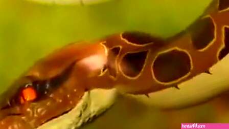 Snake Massage